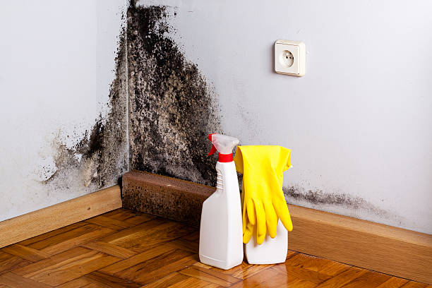 Trusted Fort Meade, FL Mold Removal Experts