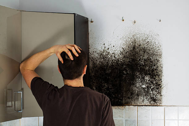 Mold Removal Process in Fort Meade, FL