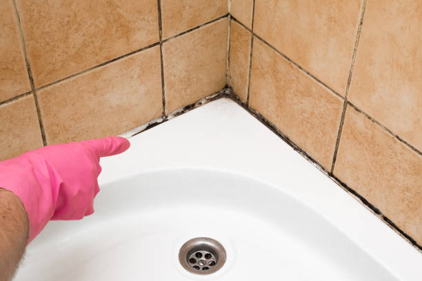 Best Professional Mold Removal  in Fort Meade, FL